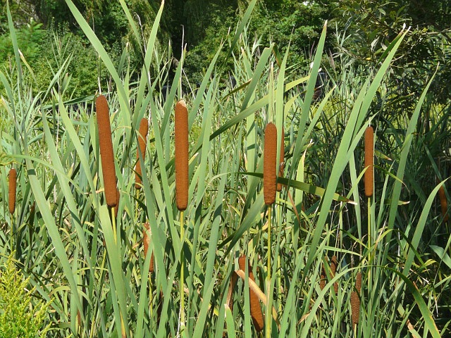 Image result for cattail