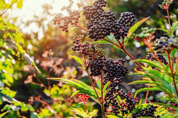 This image has an empty alt attribute; its file name is elderberry.jpg