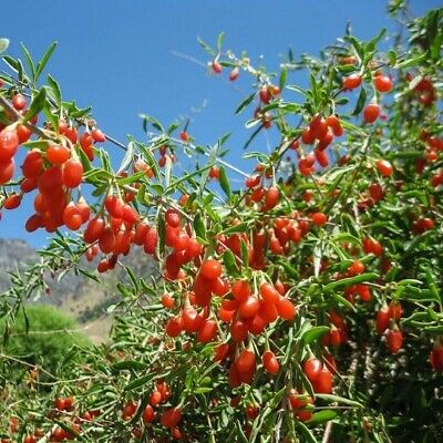 Goji Berry rooted Plant Bush Bare Root Will Fruit In Summer ...